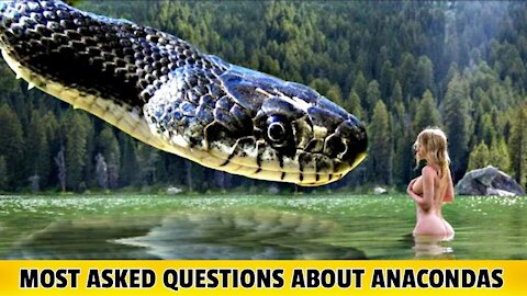 Can An Anaconda Eat A Cow?