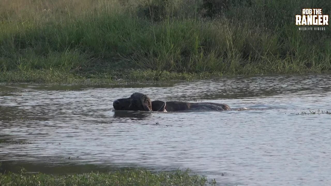 Buffalo Bull Goes For A Swim (Introduced By Greta Lamfel)