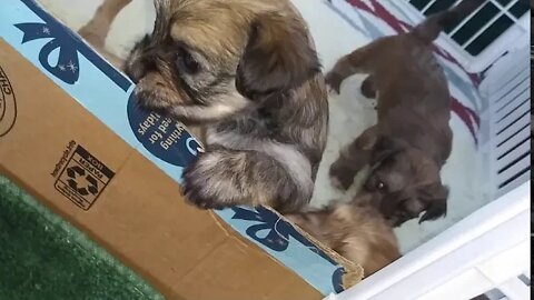 J Litter... Almost 4 wks Old(2)