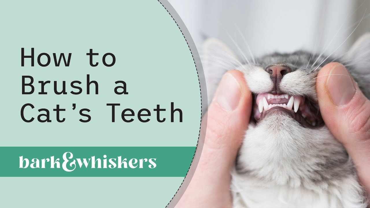 How to Brush a Cat's Teeth