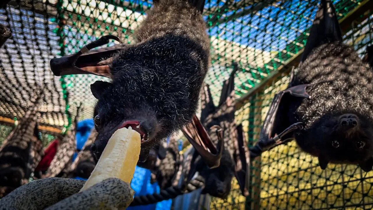 Feeding Bats A Banana - Watch Out For the Banana Thief - Behind The Scenes Working In A Bat Aviary