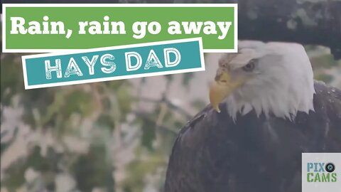 Hays Eagles Dad sitting on the attic branch in the rain 10.29.21 9:01AM