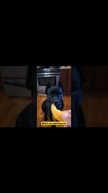 What's Puppy Snacking On? #shorts #viral #pets #funnydogs