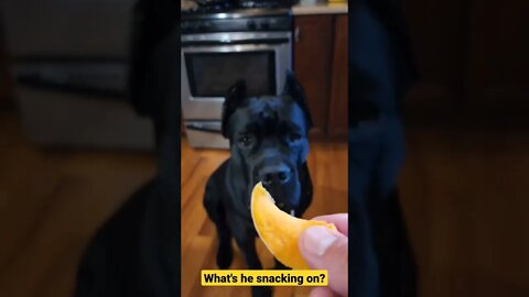 What's Puppy Snacking On? #shorts #viral #pets #funnydogs