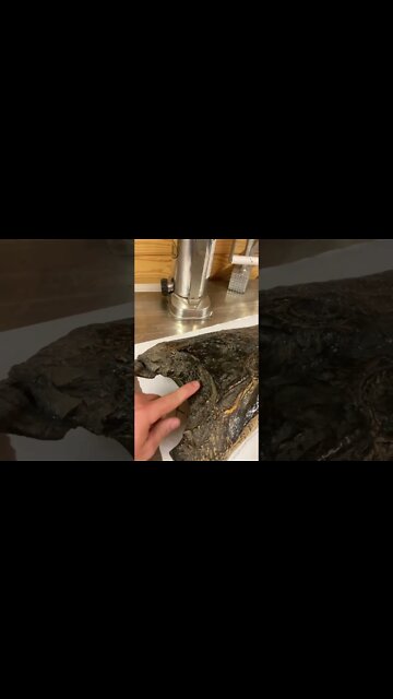 How to kill a Big Alligator!