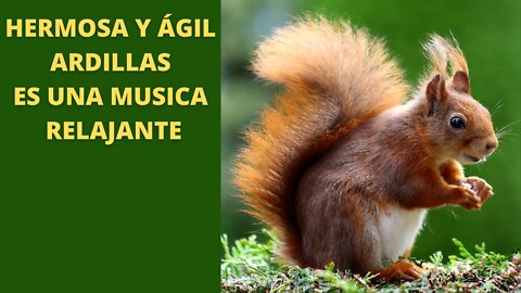 Ardillas lindas y ágiles y música clásica relajante.