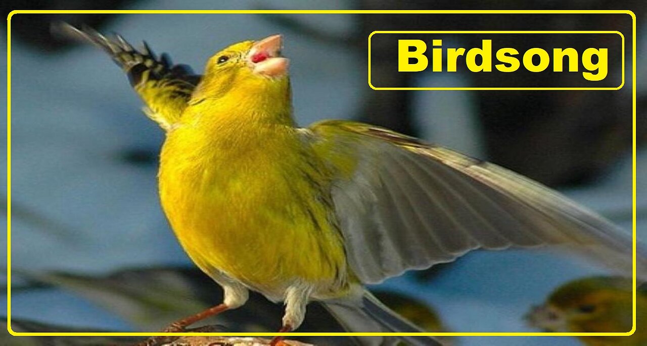 Singing of more than 200 species of birds.