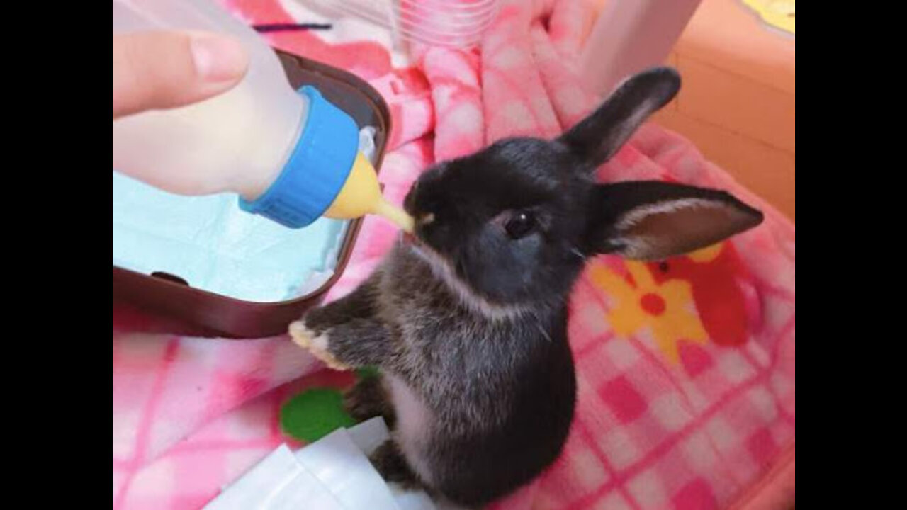 Artificial feeding of rabbits