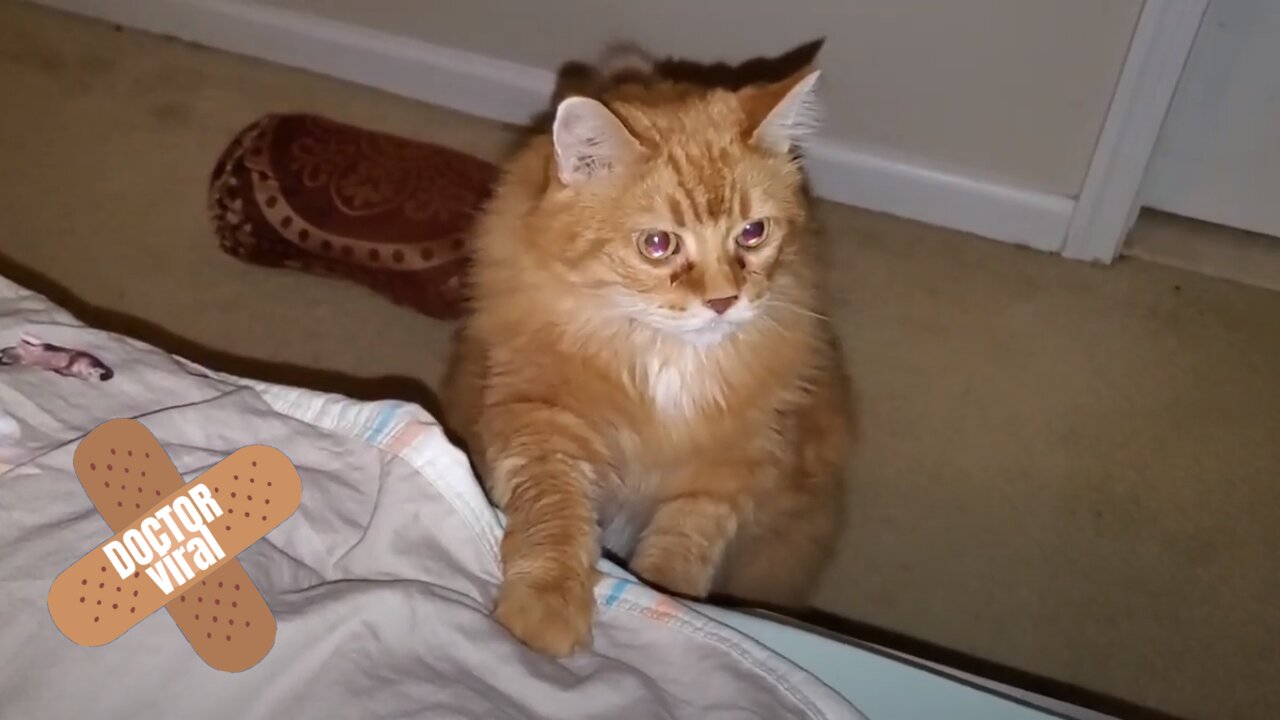 Chubby Old Cat Attempts To Jump On Bed