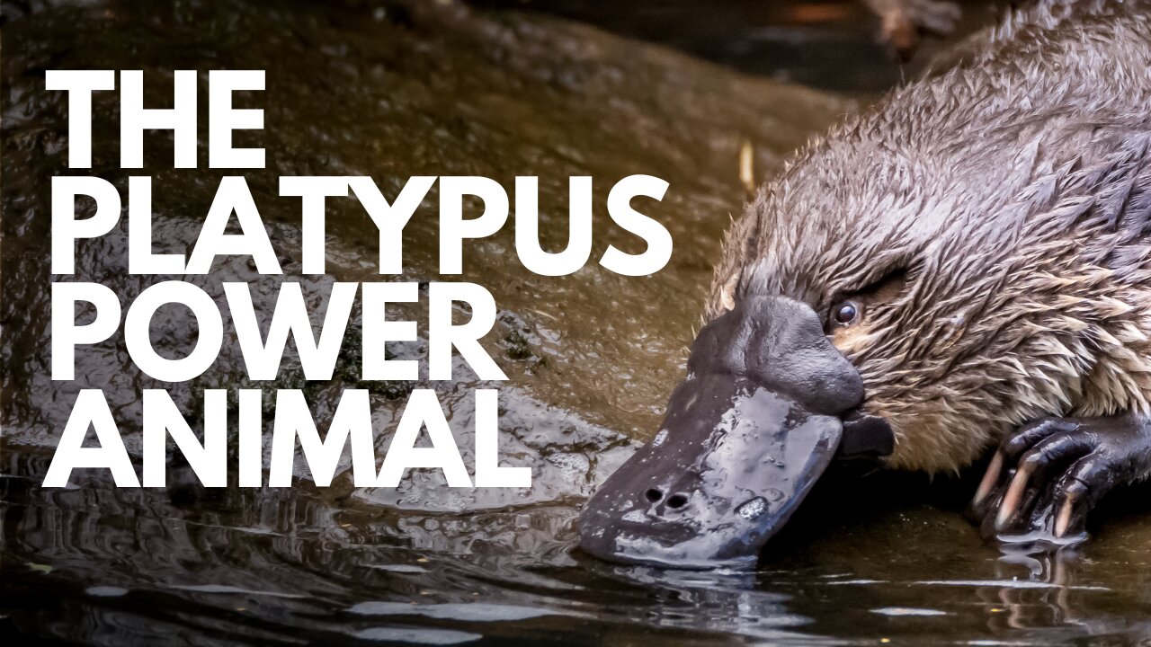 The Platypus Power Animal