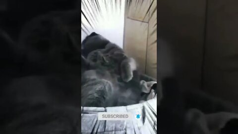 cute cat videos 😹 funny videos 😂 492 😻