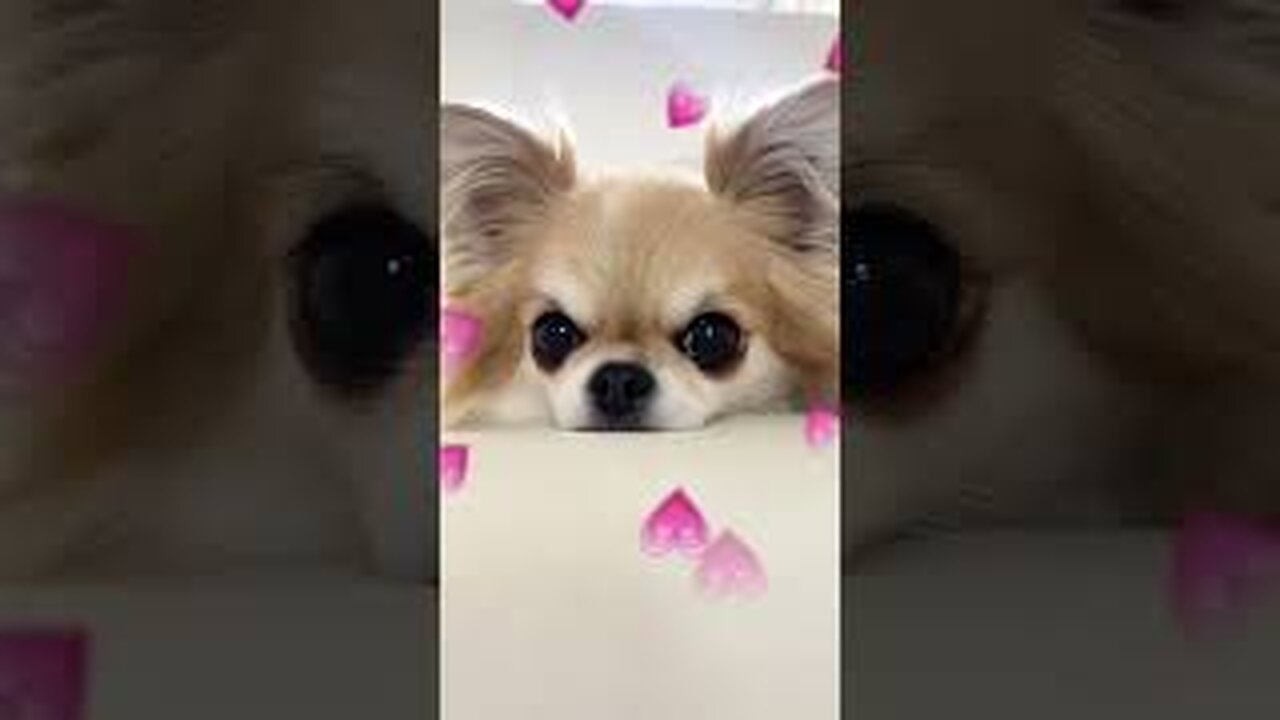 Funny Dogs Videos Collection 2023