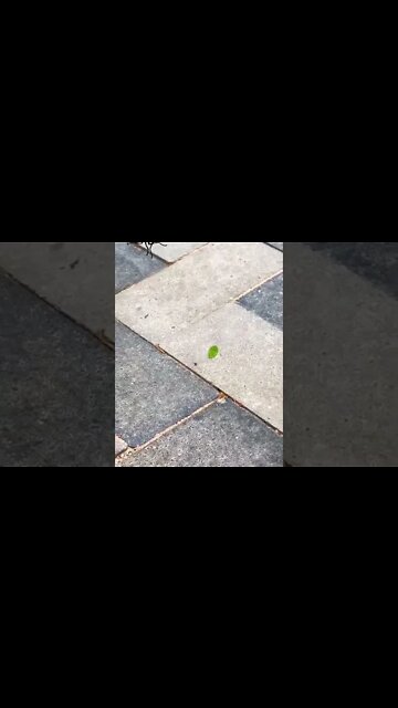 🐜🍃 Тем временем, муравьи в не фермы #Shorts @ParaToxist #AnToxist