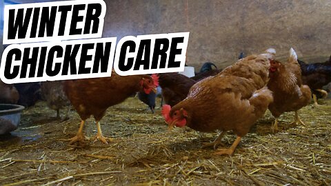 Winter Chicken Care