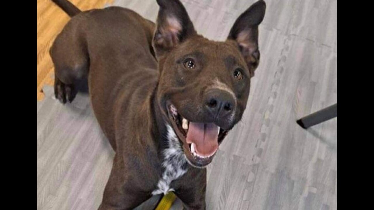 Pet of the week: Claudia