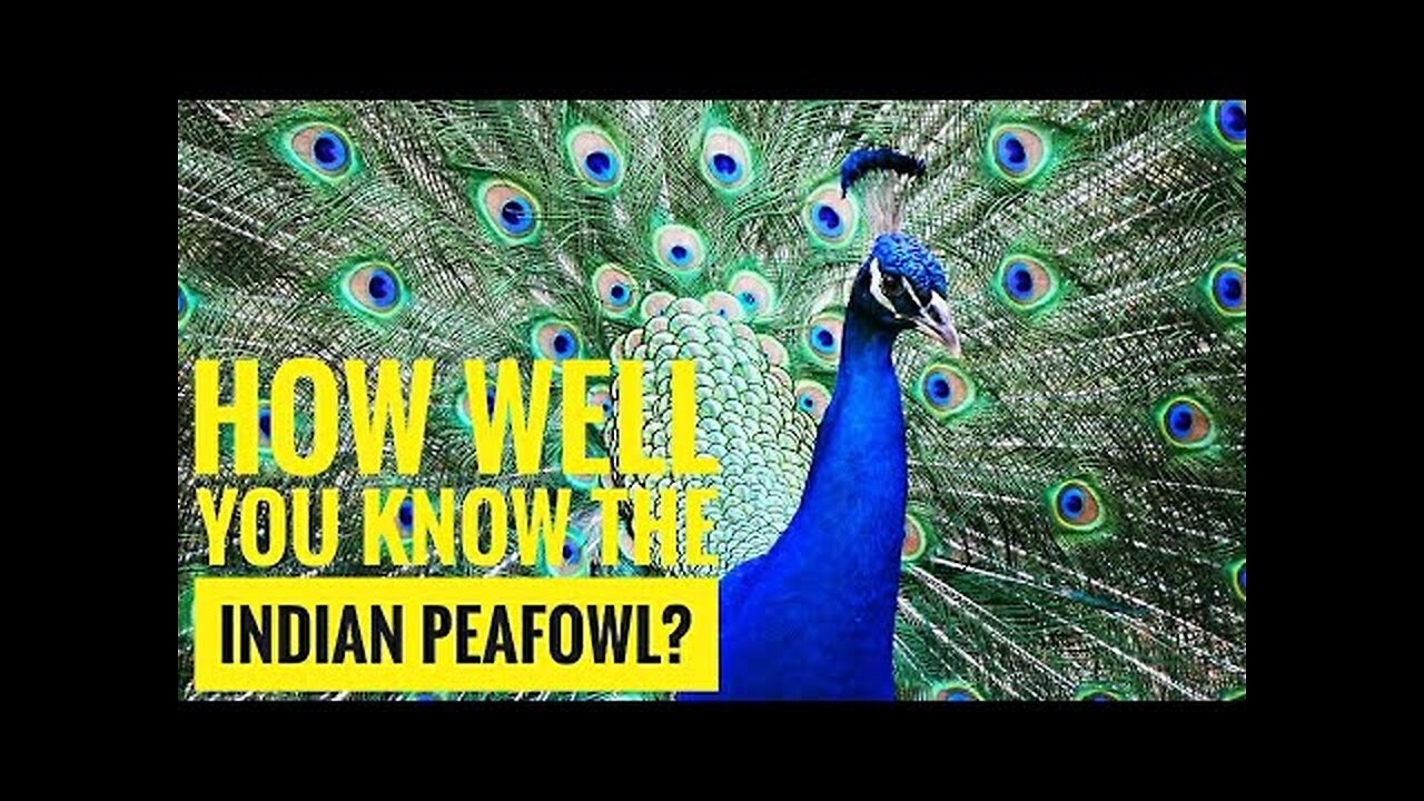 Indian Peafowl || Description, Characteristics and Facts!