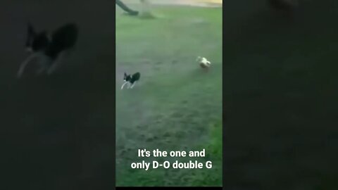 It's the one and only D-O double G #shorts