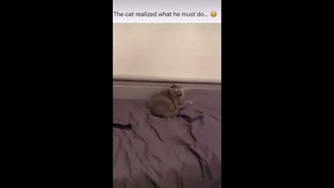 Cat - "My time has come"
