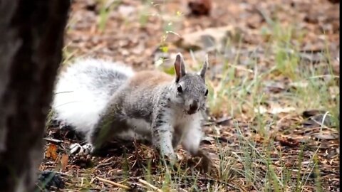 Squirrel Beautiful animal Cute Squirrel Video part 2