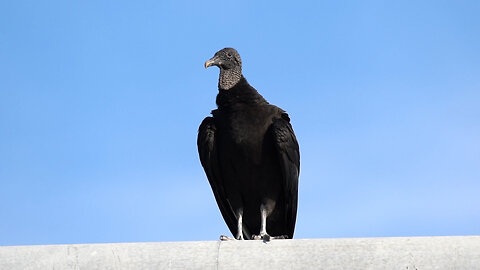 A Black Vulture Trespasses in Jill's Territory