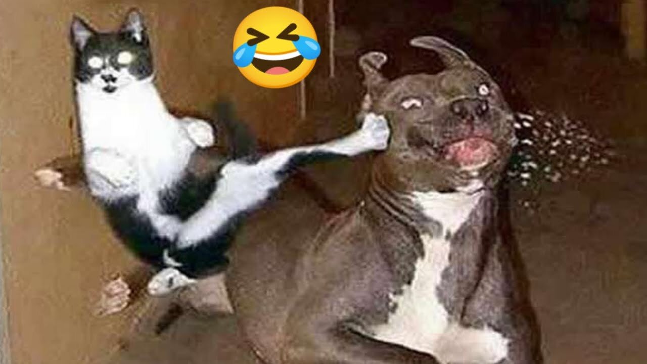 Funny Animal Videos Part 42||Funny Dog And Cat Videos Cute||