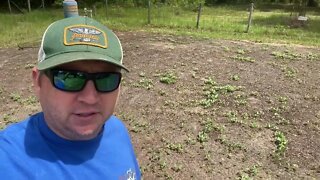 Iron clay cow peas cover crop backyard garden zone 9