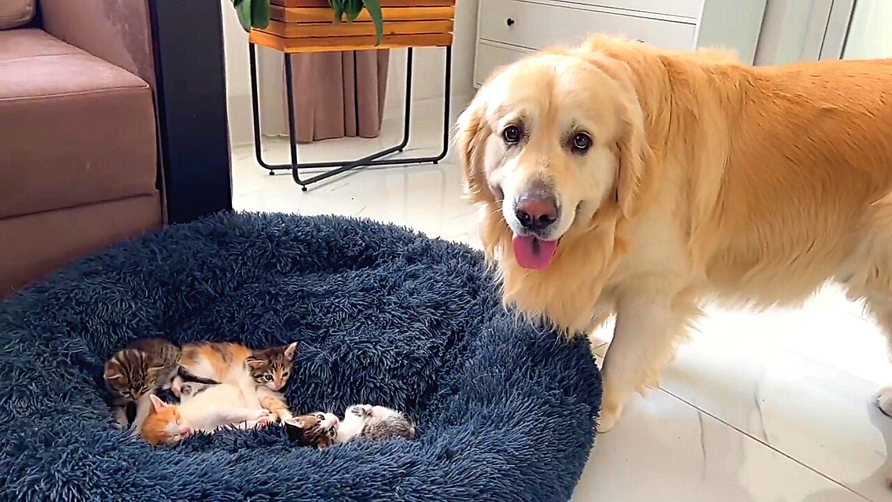 Golden Retriever Reacts To Tiny Kittens In His Bed