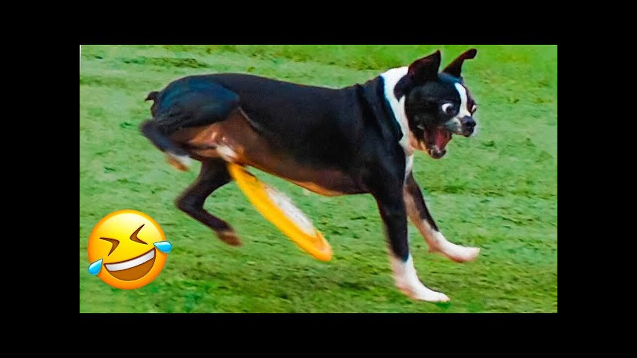 Funniest Animal Videos 😂 - Funny Cats invited to the Dog Party #3
