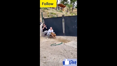 funny dogs video new 🤣🤣 Animals funny videoshort video