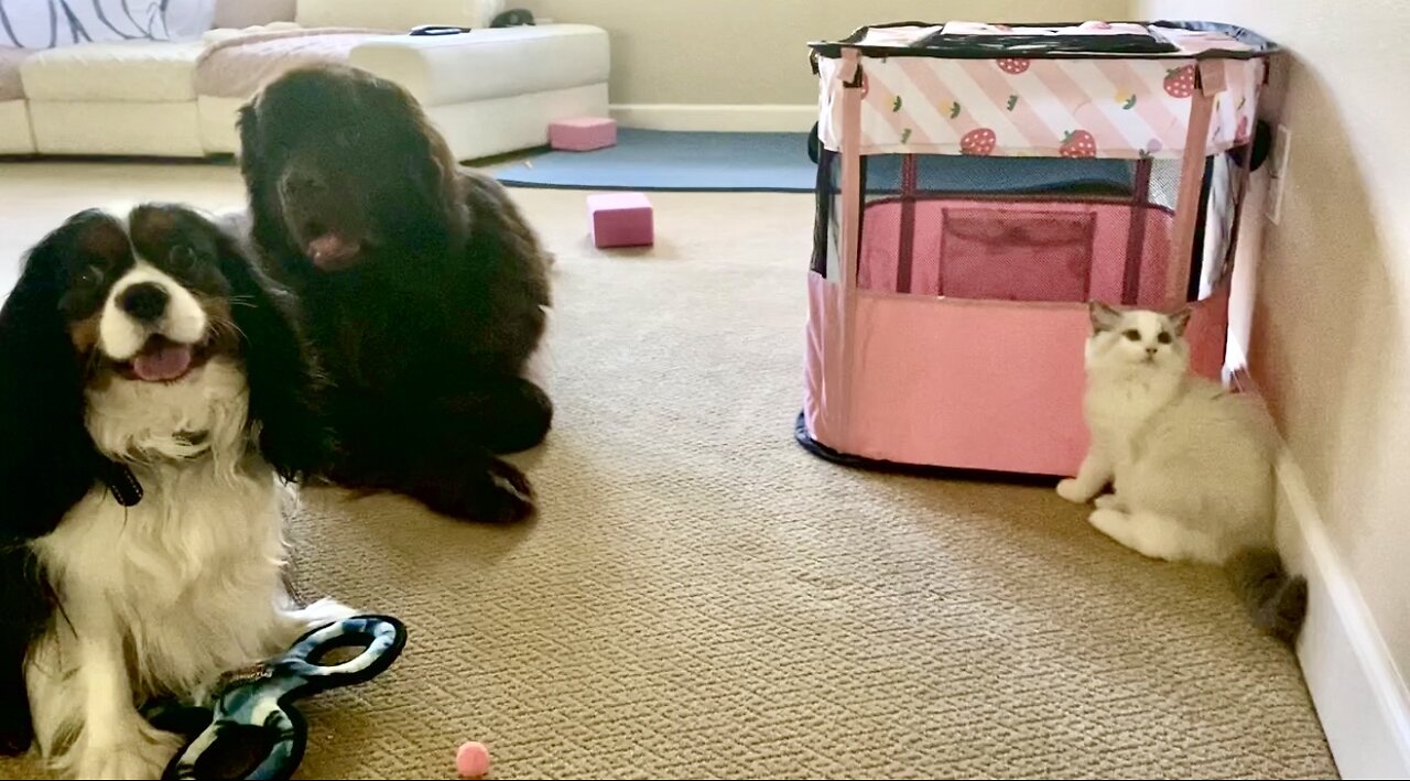 Goofy Newfy and cute Cavalier invade Ragdoll Kitten’s things