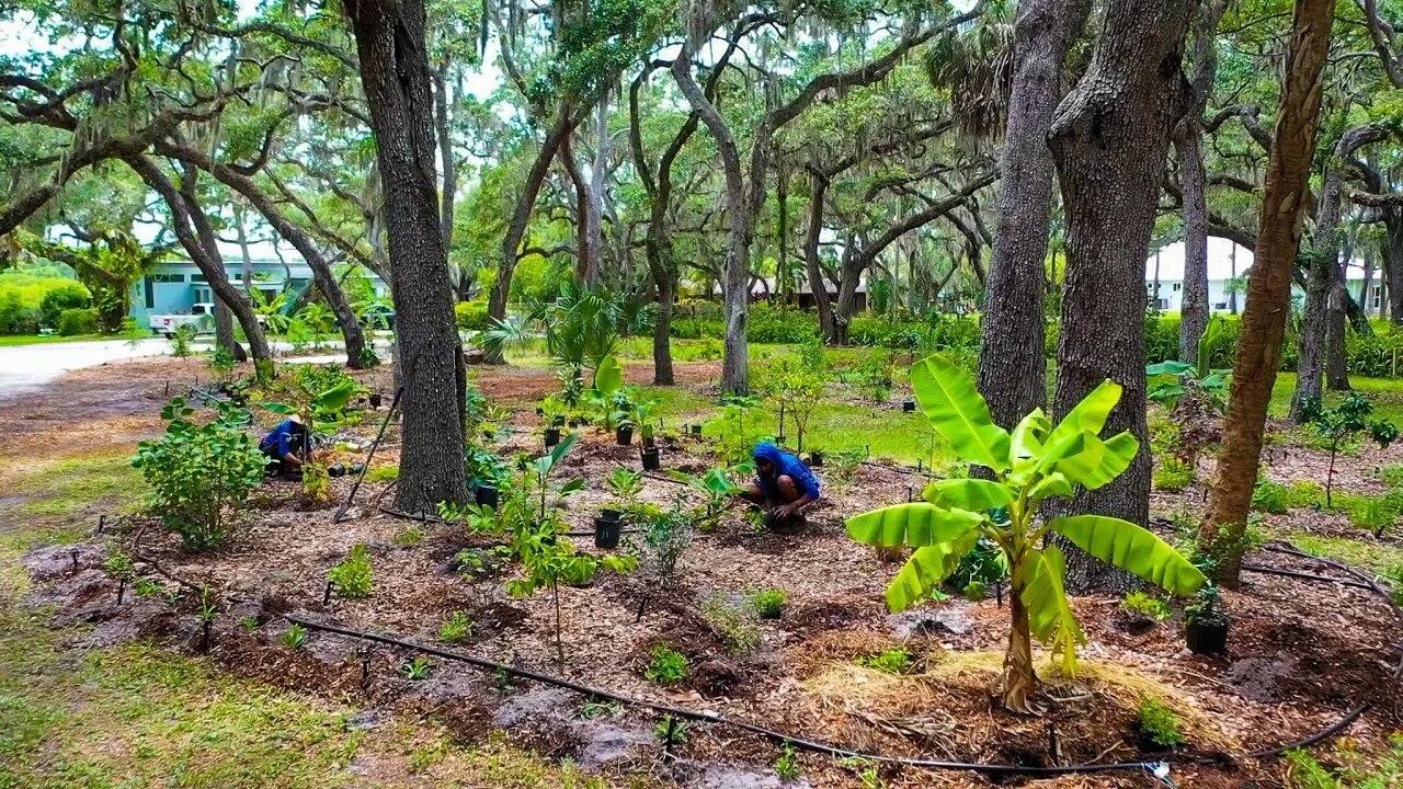 After 3 Months, this Food-Forest is Flourishing! We are back for Phase 2!