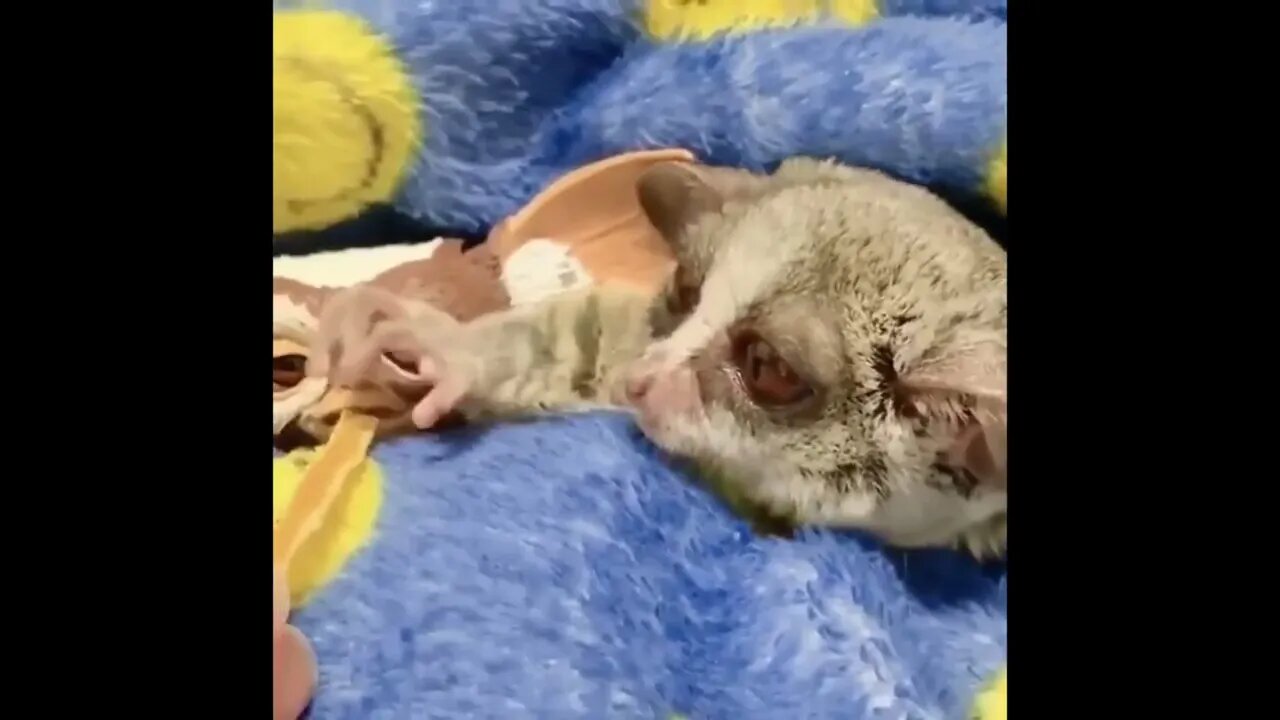 Bush Baby Stealing Food!