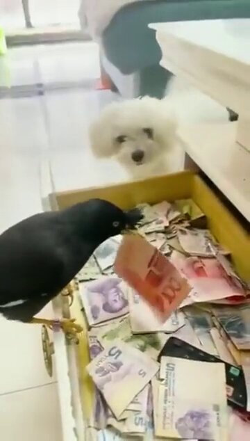 ATTRACTIVE SIDE HUSTLE