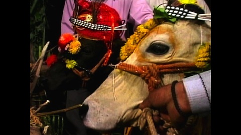 Cows Get Married