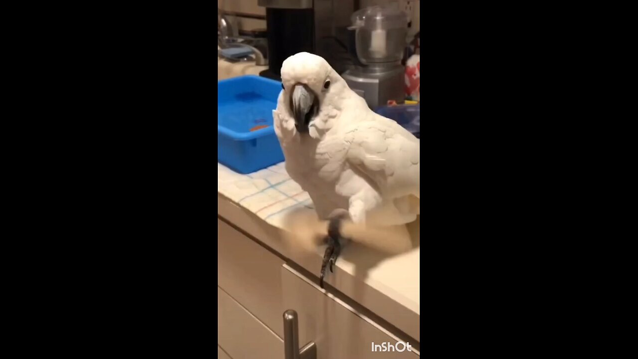 The bird is dancing