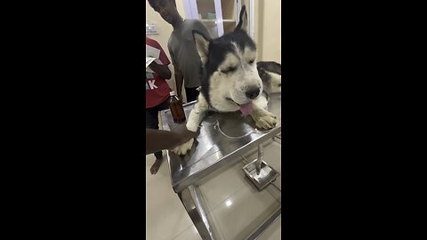 My husky saved my family from Russel viper