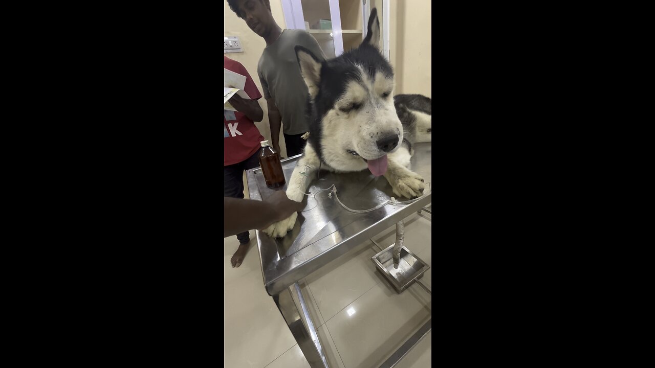 My husky saved my family from Russel viper
