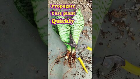 How to divide snake plant? #shorts #snakeplant #propagation