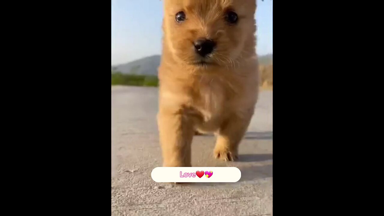 Puppy 🐶 and chick's and ducklings.A beutiful 😍💓🤩 moment 😍💓💓