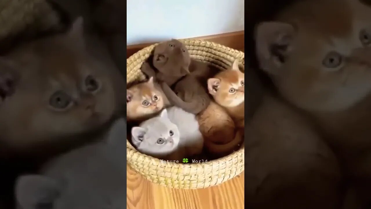 Bahut Sari Pyari Choti Billi🙀Cute Kittens👈