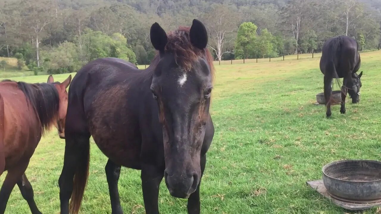 Cleo has been moved to the quiet paddock - a flat paddock helping lameness