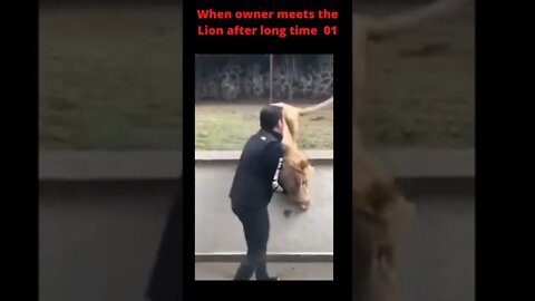 Lion meet the owner 😳