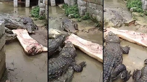 crocodile eating pork omg 😲😲