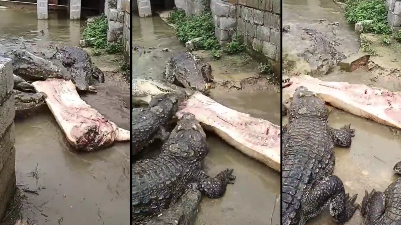 crocodile eating pork omg 😲😲