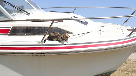 Curious Cat Climbs on a Boat