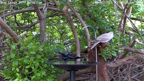 Grackle wakes up sleeping dove