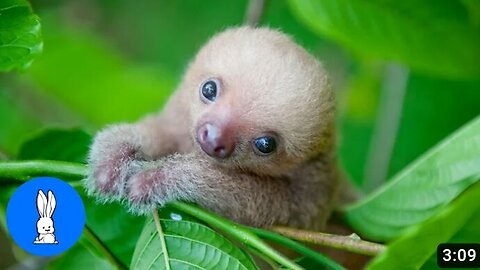 Baby Sloths Being Sloths Funny Compilation