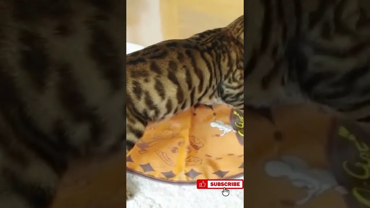 Toyger Cat excited to play with chuget toy, Funny cute pets lovers, #Shorts