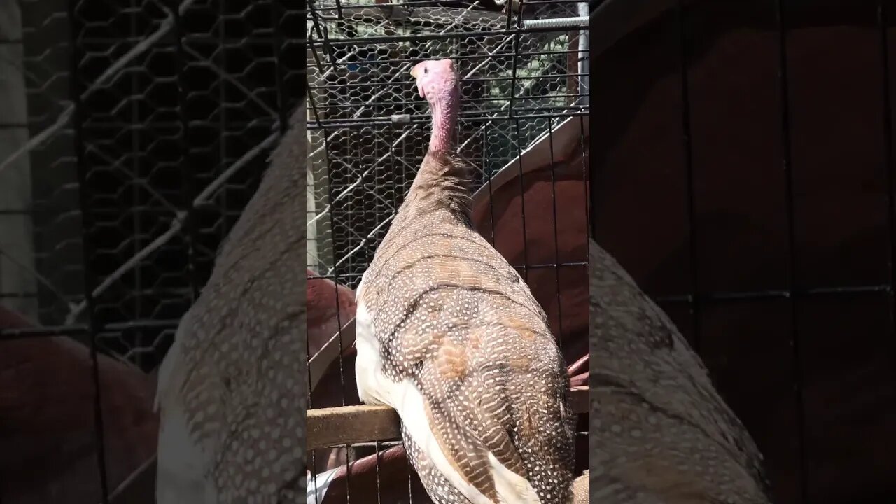 Female brown guinea fowl keet finding her voice