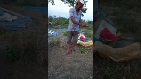 Sowing Seed Rice in fields